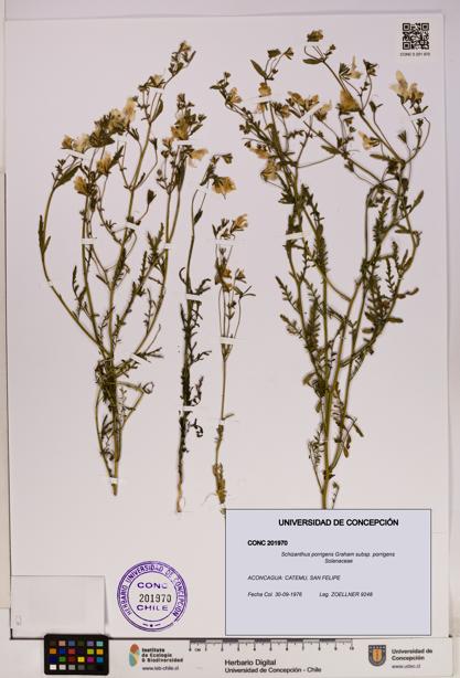 Schizanthus porrigens subsp. porrigens [Espécimen: UDEC:CONC:0201970]