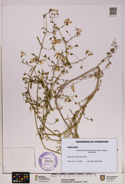 Schizanthus porrigens subsp. porrigens [Espécimen: UDEC:CONC:0201971]