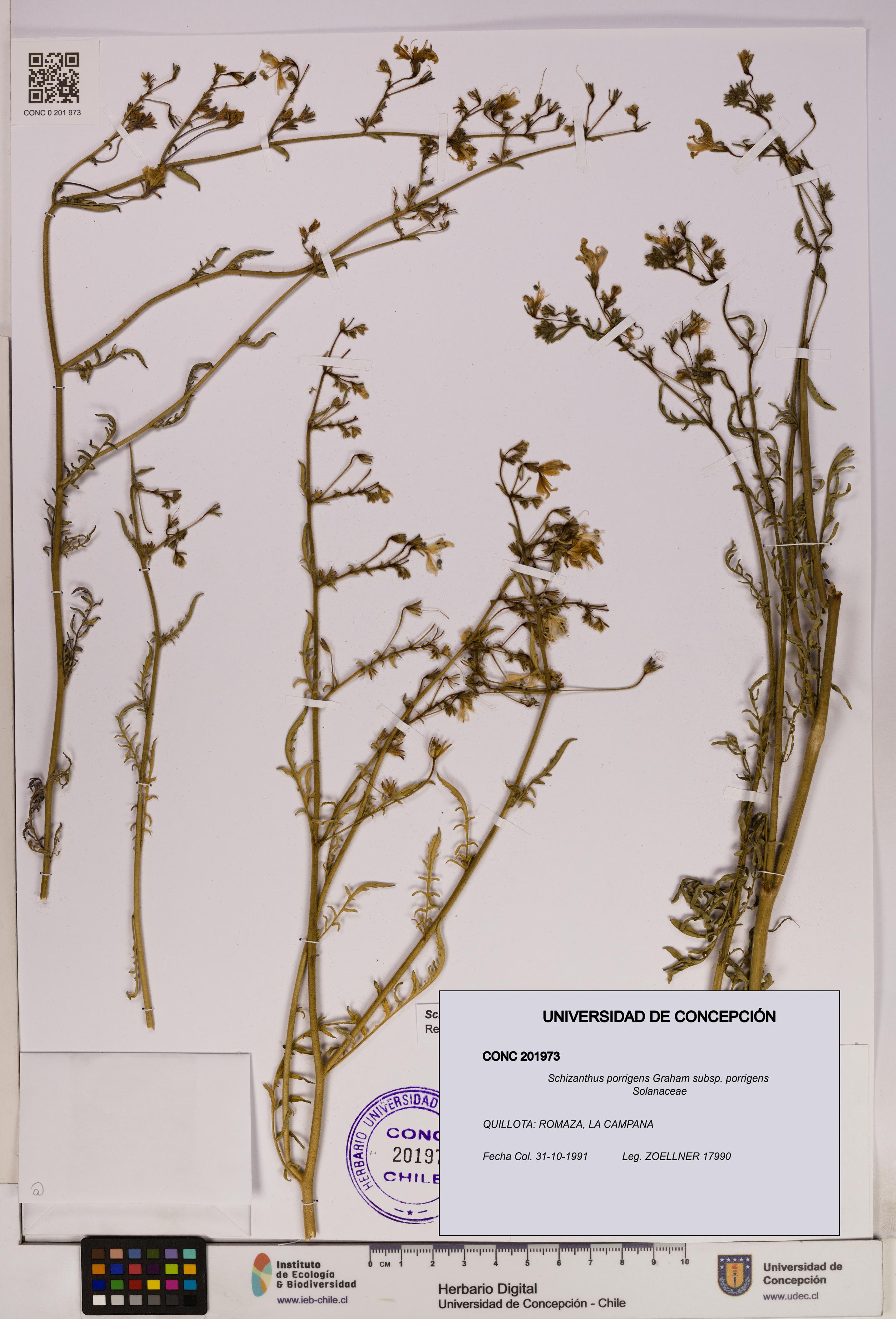 Schizanthus porrigens subsp. porrigens [Espécimen: UDEC:CONC:0201973]