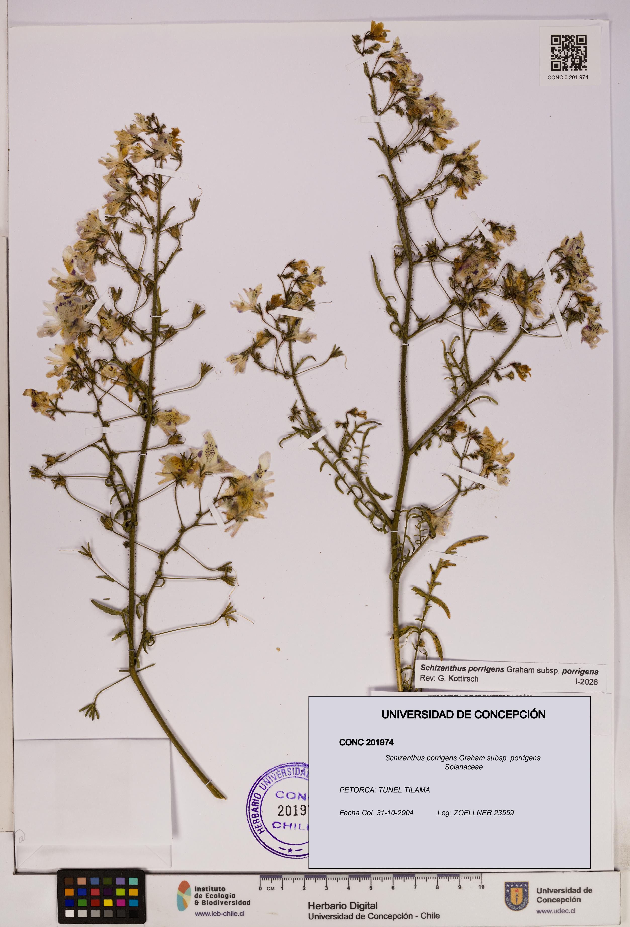 Schizanthus porrigens subsp. porrigens [Espécimen: UDEC:CONC:0201974]