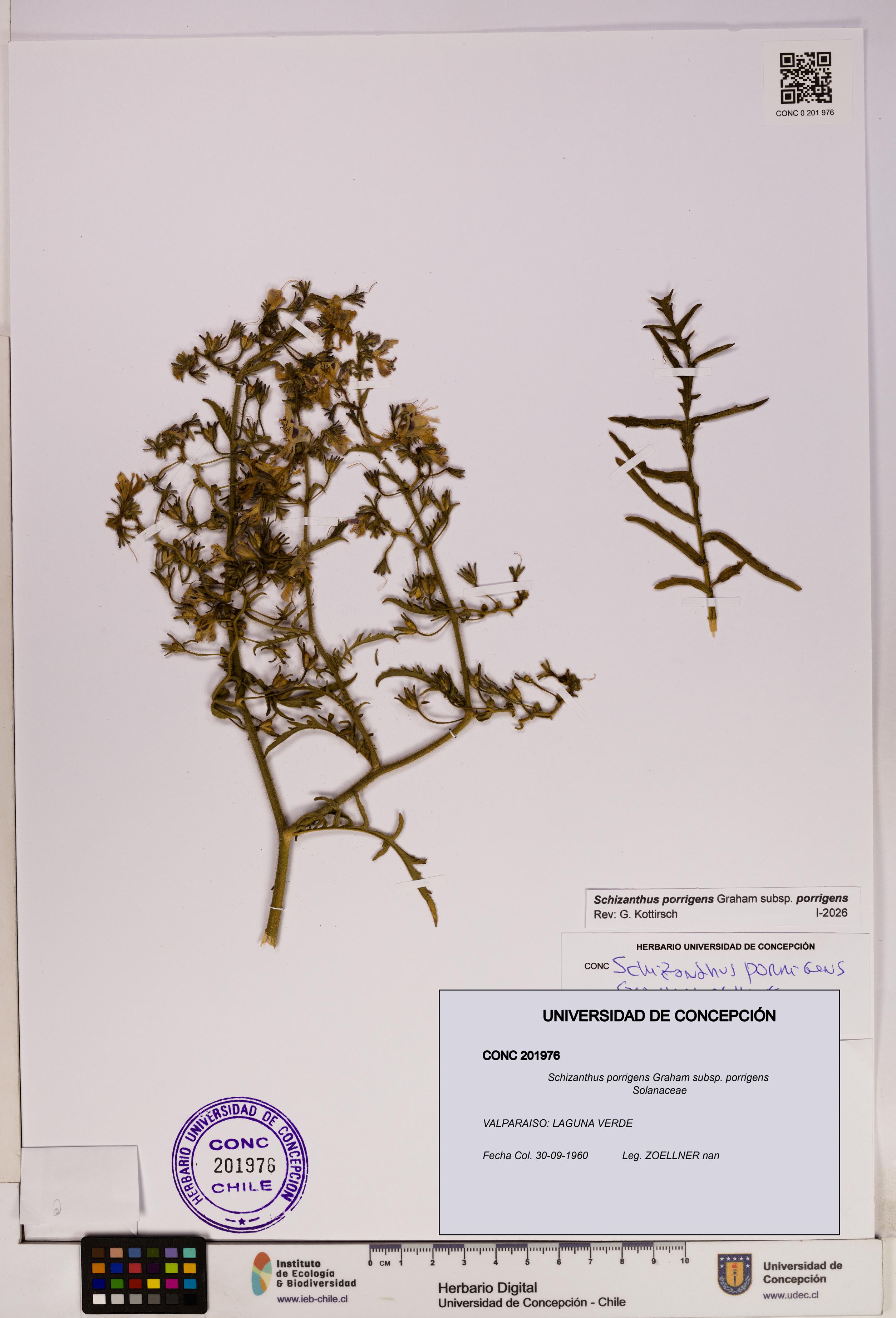 Schizanthus porrigens subsp. porrigens [Espécimen: UDEC:CONC:0201976]
