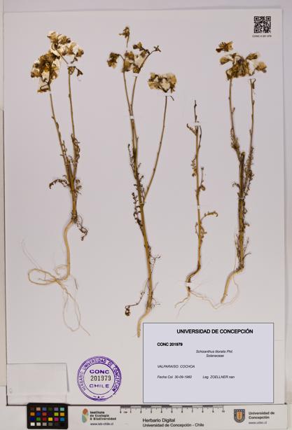 Schizanthus litoralis [Espécimen: UDEC:CONC:0201979]