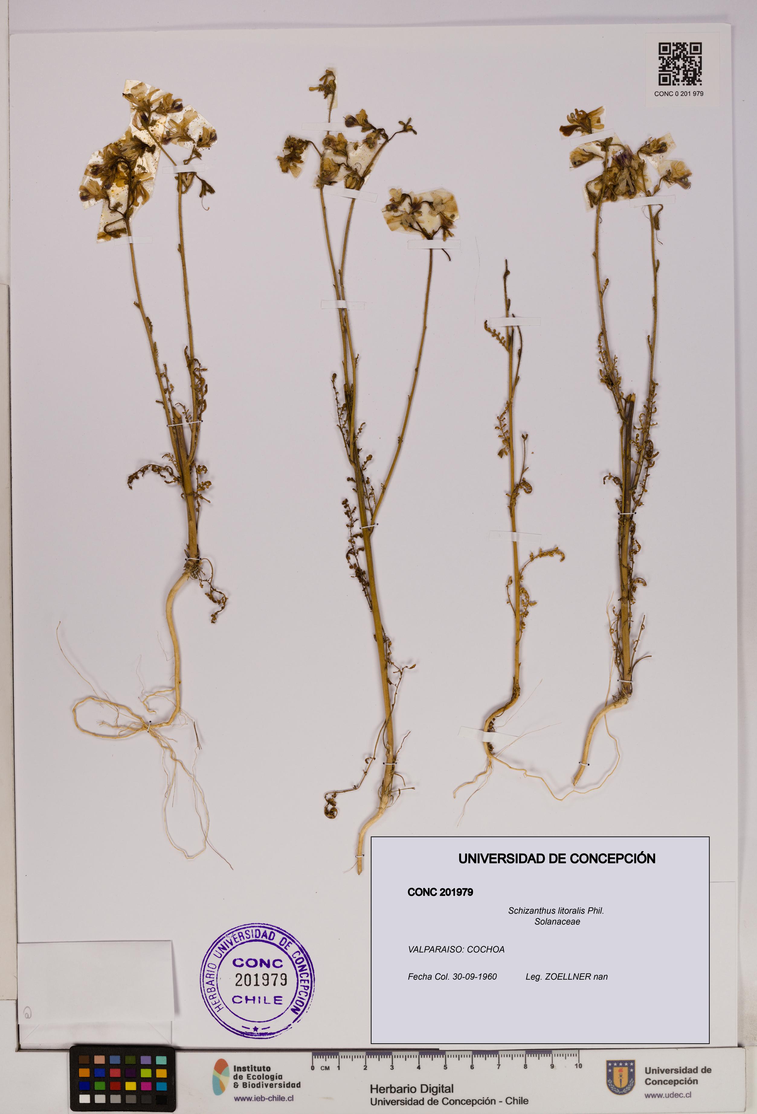 Schizanthus litoralis [Espécimen: UDEC:CONC:0201979]