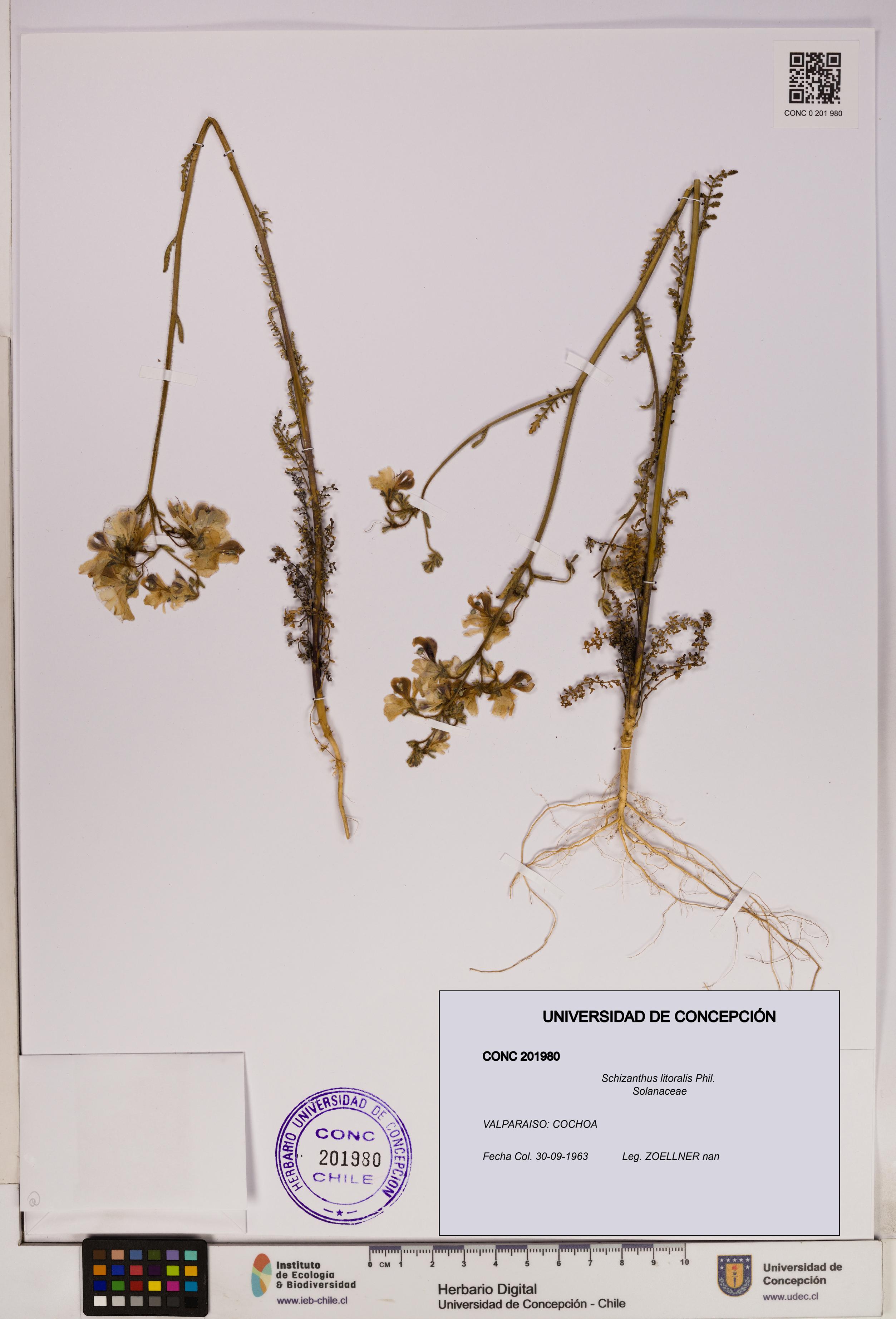 Schizanthus litoralis [Espécimen: UDEC:CONC:0201980]