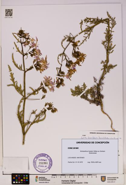 Schizanthus hookeri [Espécimen: UDEC:CONC:0201981]