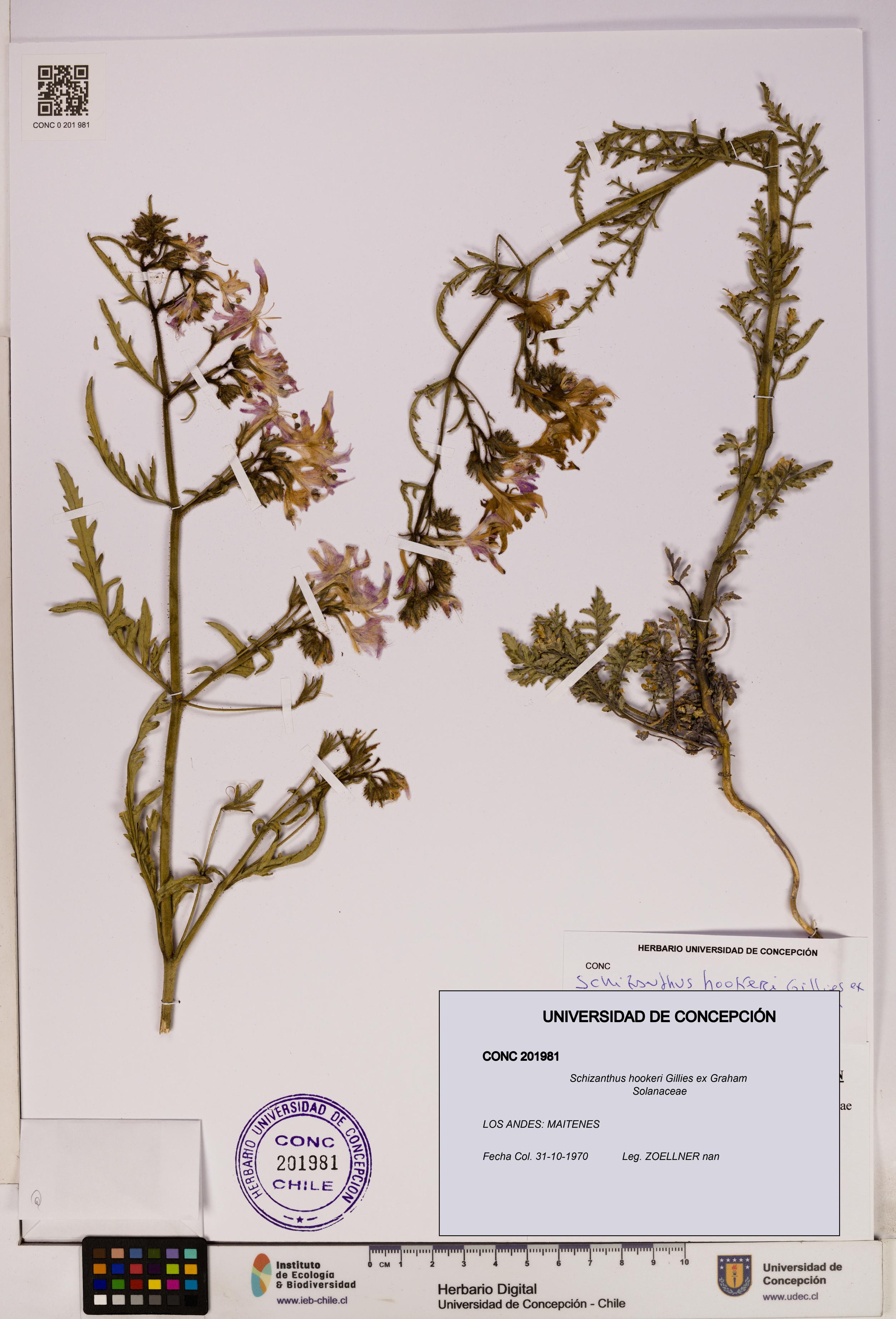 Schizanthus hookeri [Espécimen: UDEC:CONC:0201981]