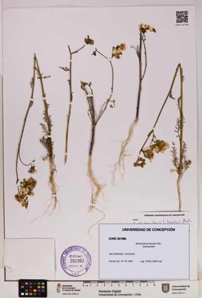 Schizanthus litoralis [Espécimen: UDEC:CONC:0201982]