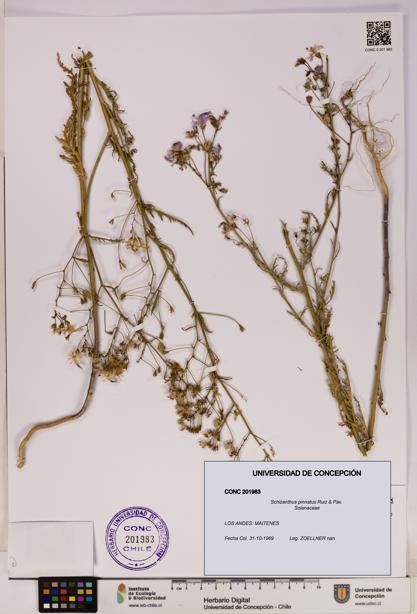 Schizanthus pinnatus [Espécimen: UDEC:CONC:0201983]