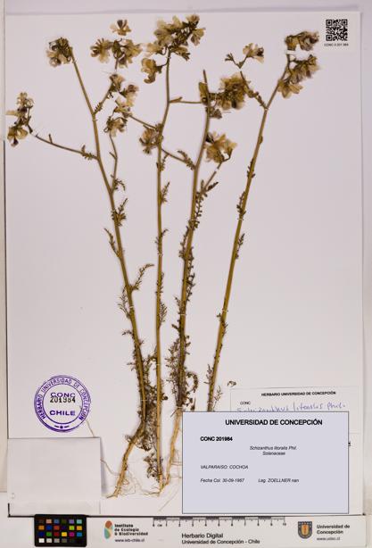 Schizanthus litoralis [Espécimen: UDEC:CONC:0201984]