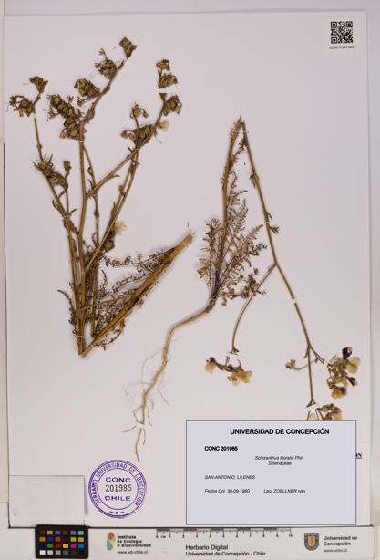 Schizanthus litoralis [Espécimen: UDEC:CONC:0201985]