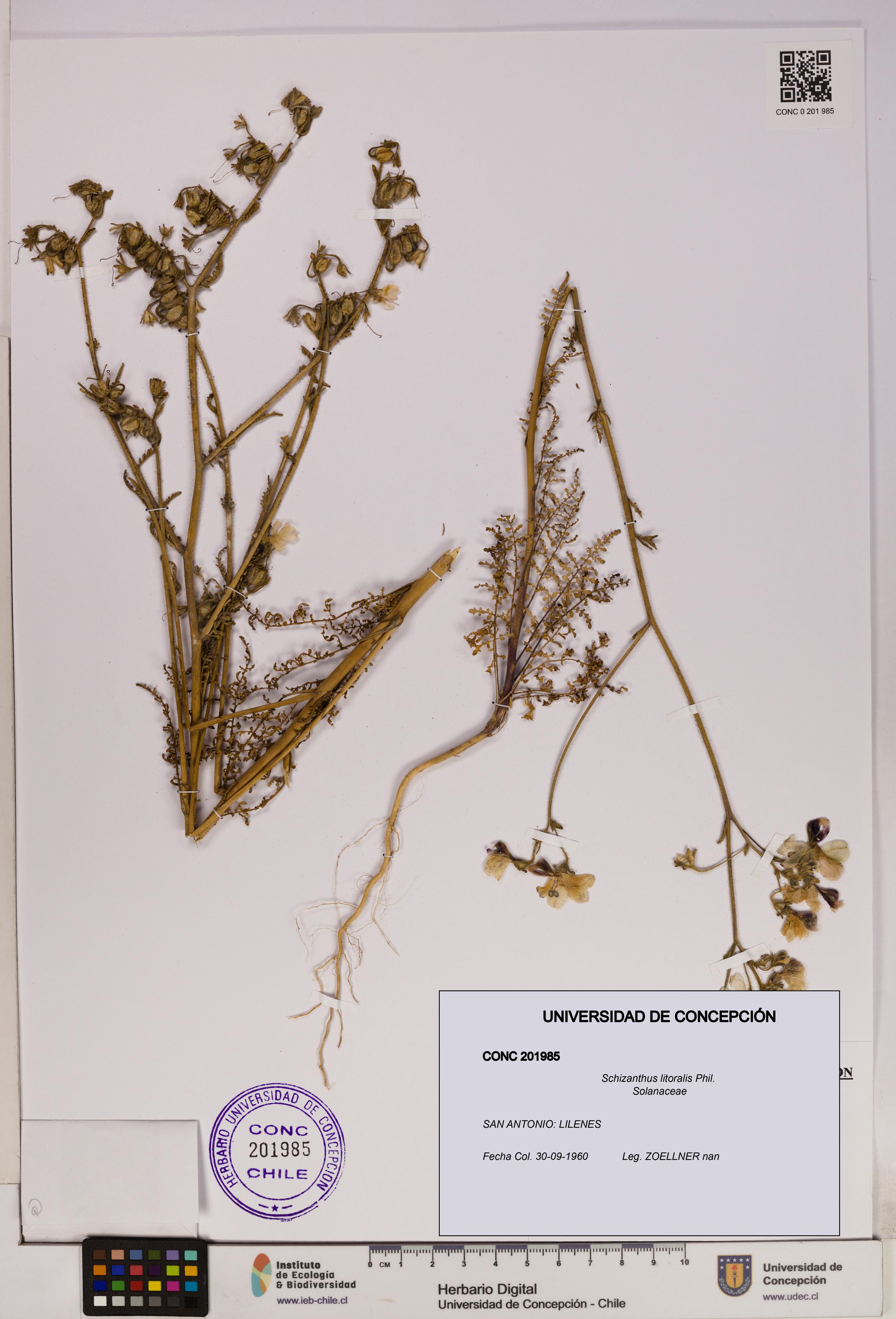 Schizanthus litoralis [Espécimen: UDEC:CONC:0201985]