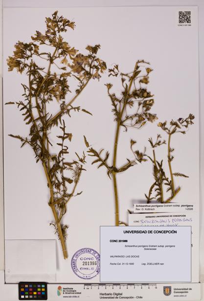 Schizanthus porrigens subsp. porrigens [Espécimen: UDEC:CONC:0201986]