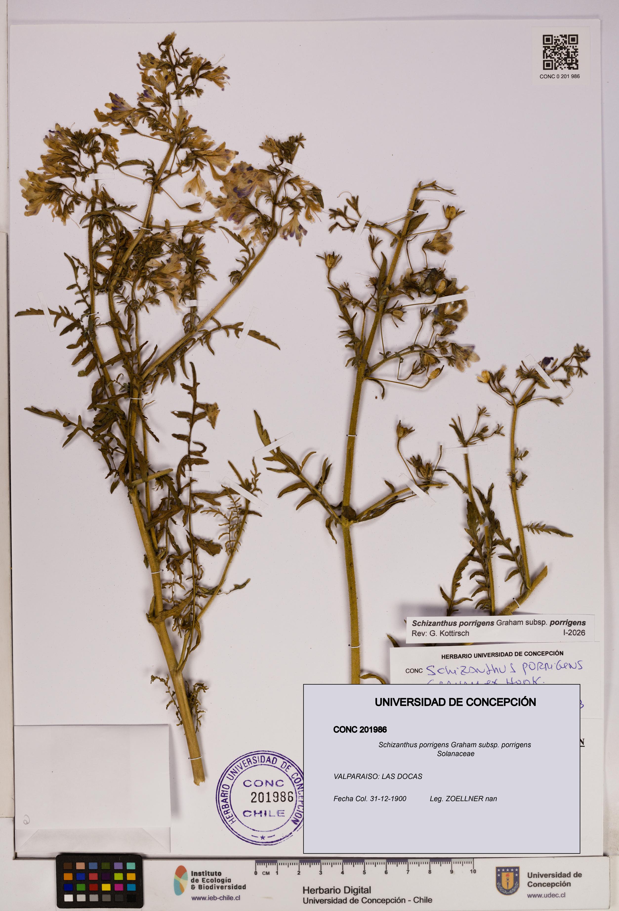 Schizanthus porrigens subsp. porrigens [Espécimen: UDEC:CONC:0201986]