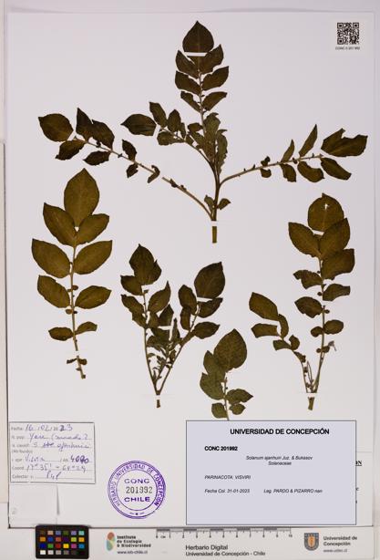 Solanum ajanhuiri [Espécimen: UDEC:CONC:0201992]