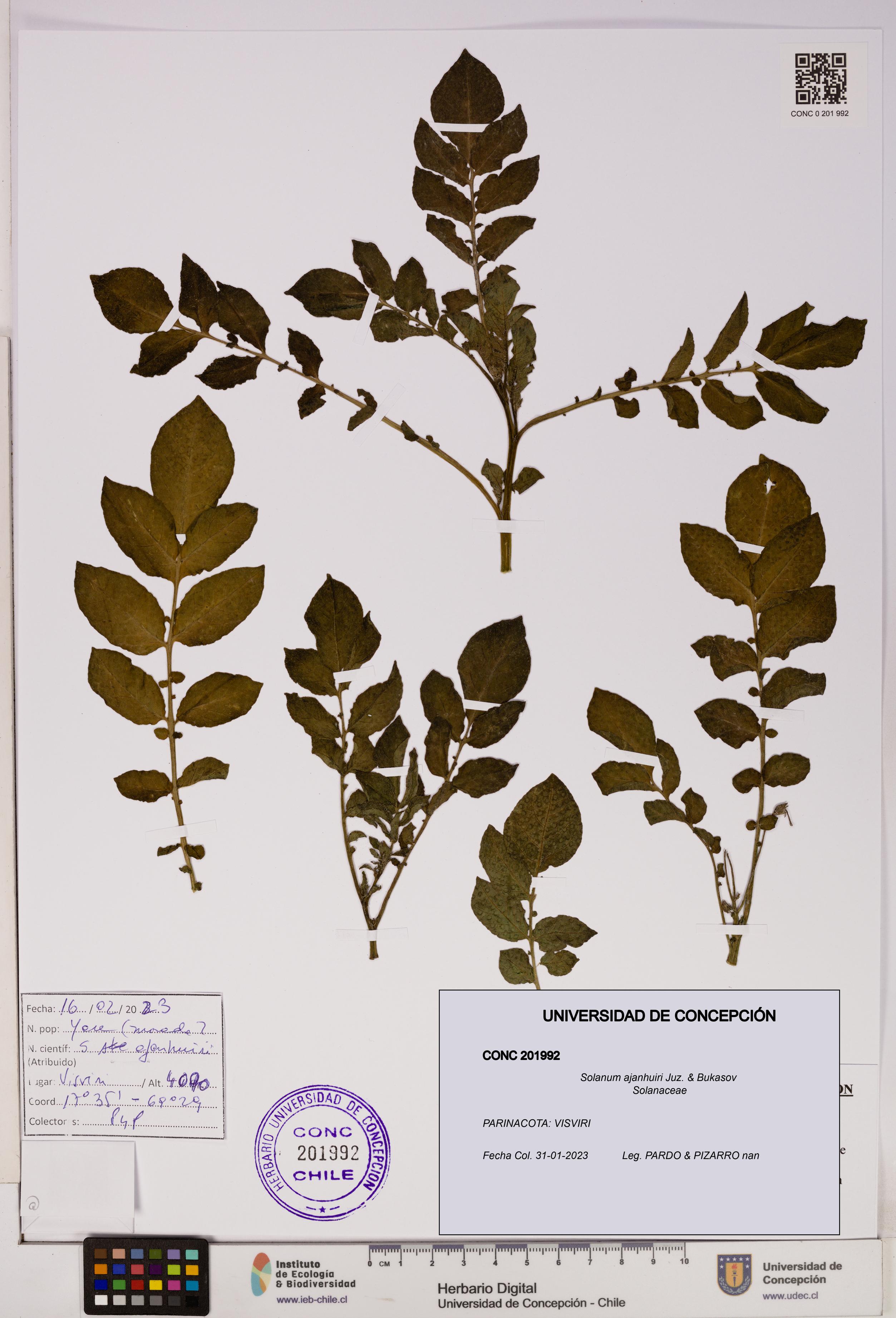 Solanum ajanhuiri [Espécimen: UDEC:CONC:0201992]