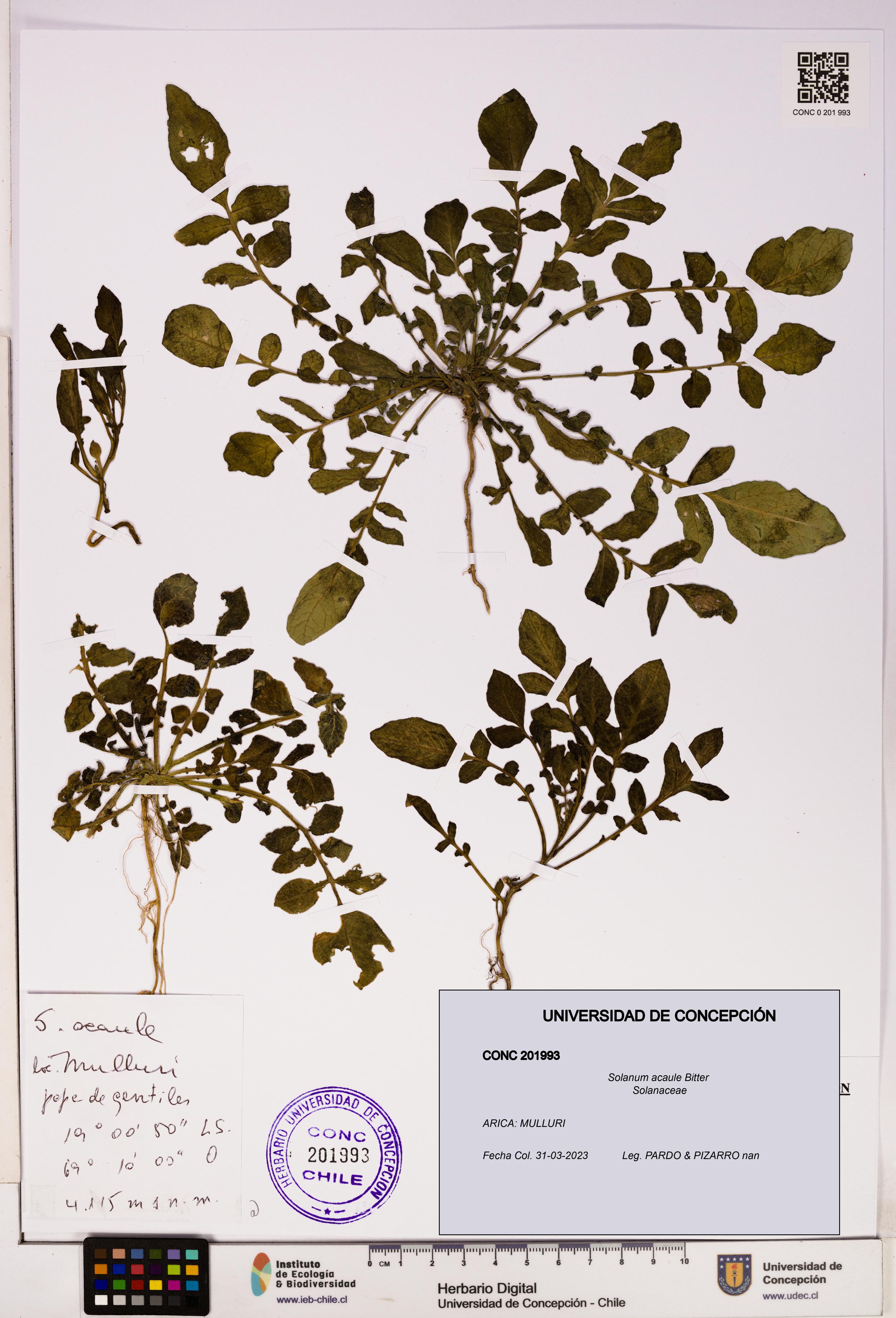 Solanum acaule [Espécimen: UDEC:CONC:0201993]