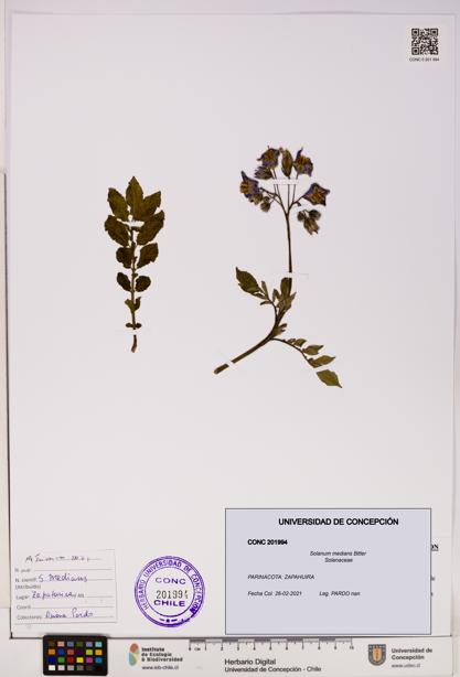 Solanum medians [Espécimen: UDEC:CONC:0201994]