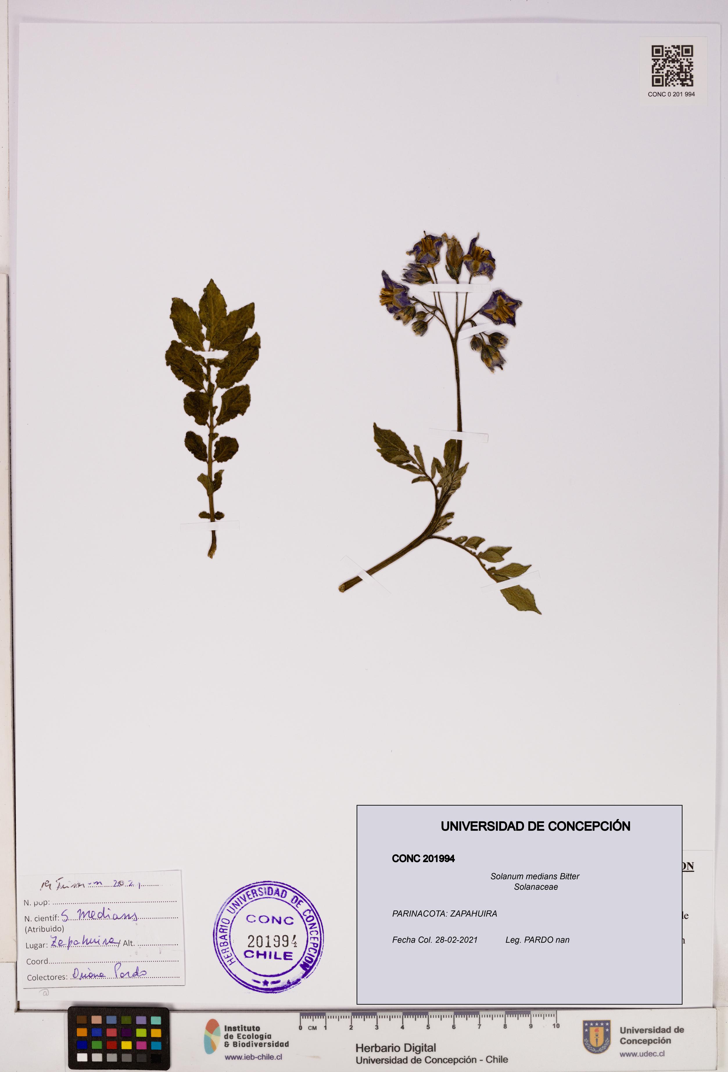 Solanum medians [Espécimen: UDEC:CONC:0201994]