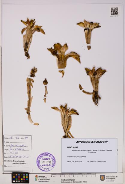 Myrosmodes nervosa [Espécimen: UDEC:CONC:0201997]