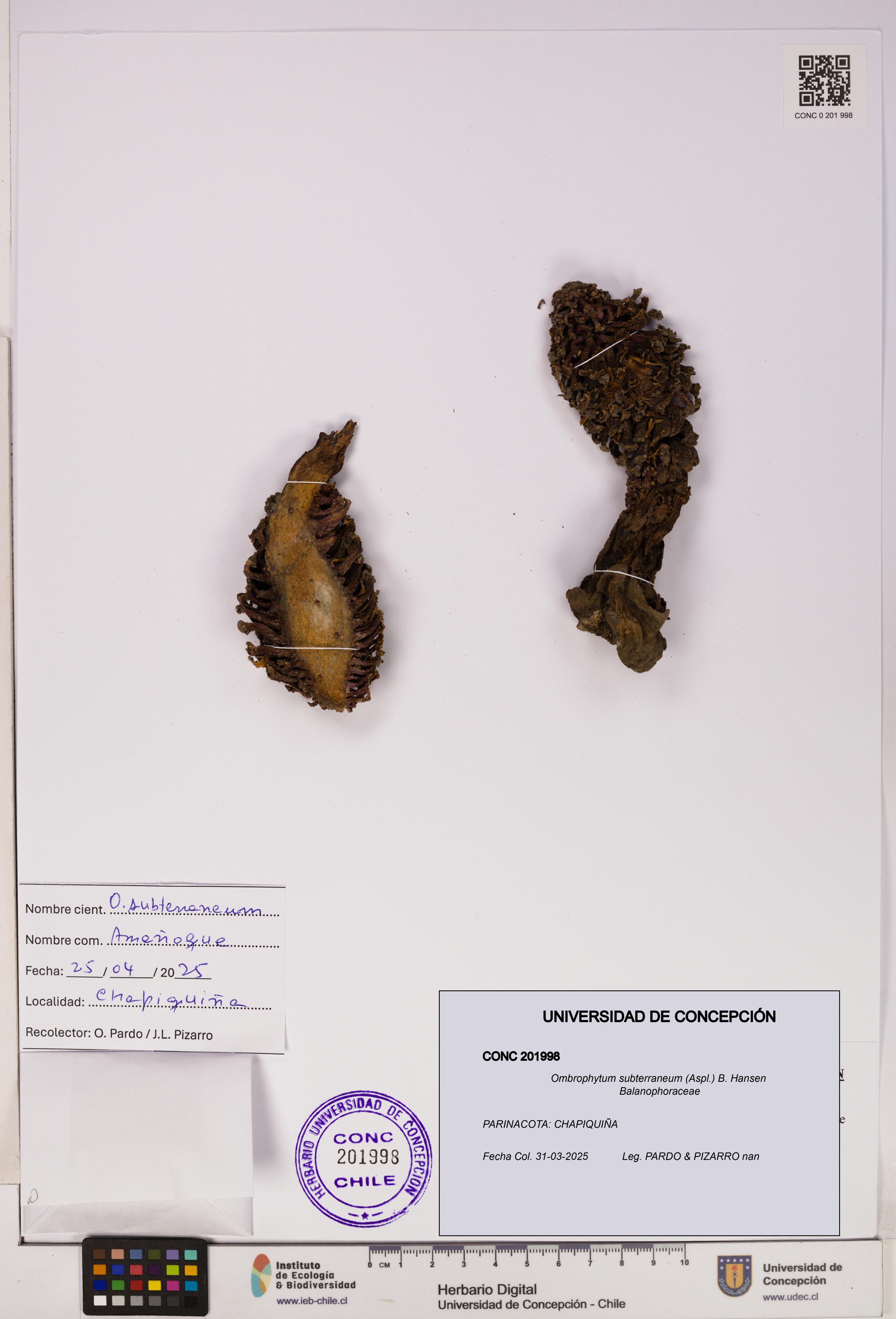 Ombrophytum subterraneum [Espécimen: UDEC:CONC:0201998]