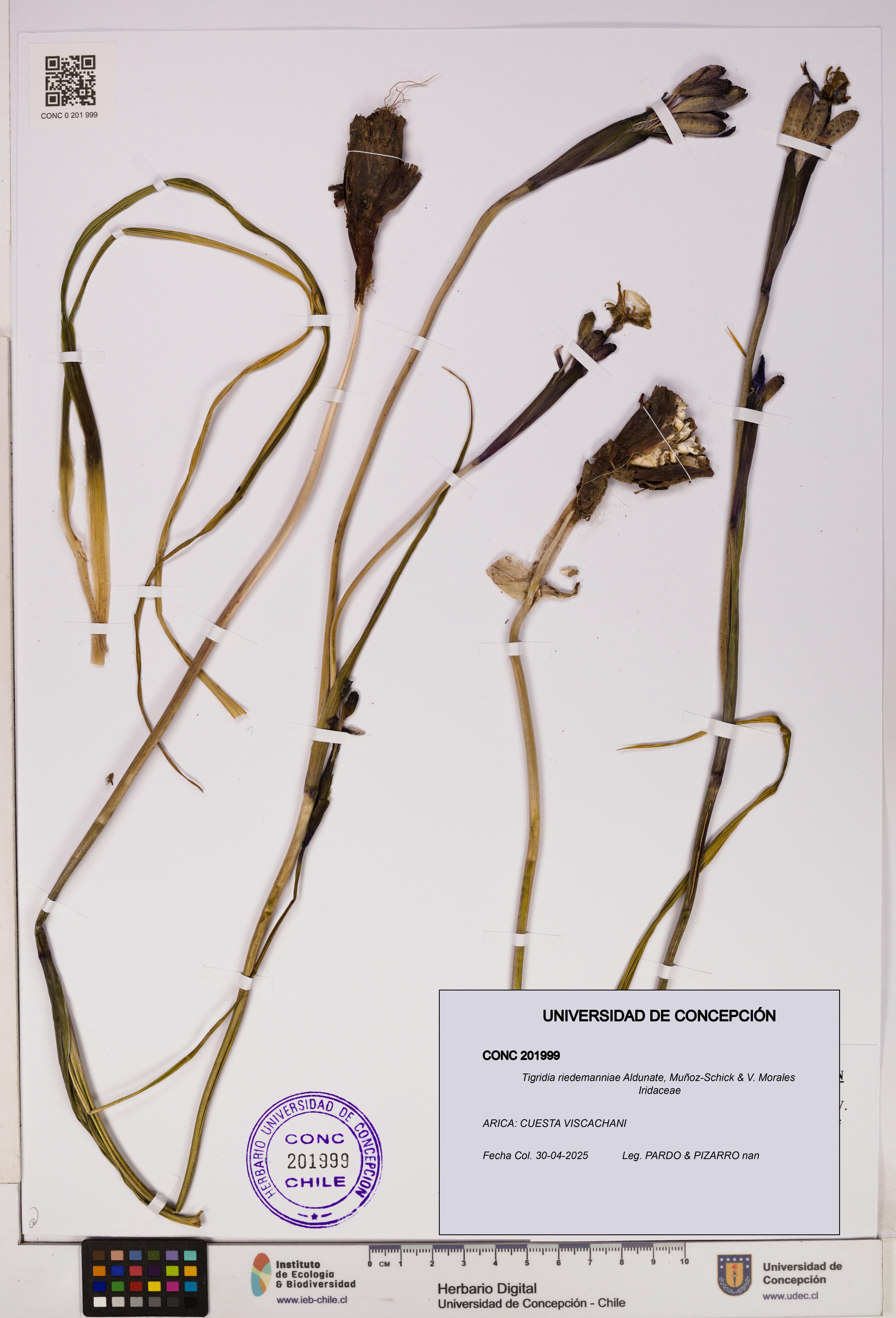 Tigridia riedemanniae [Espécimen: UDEC:CONC:0201999]