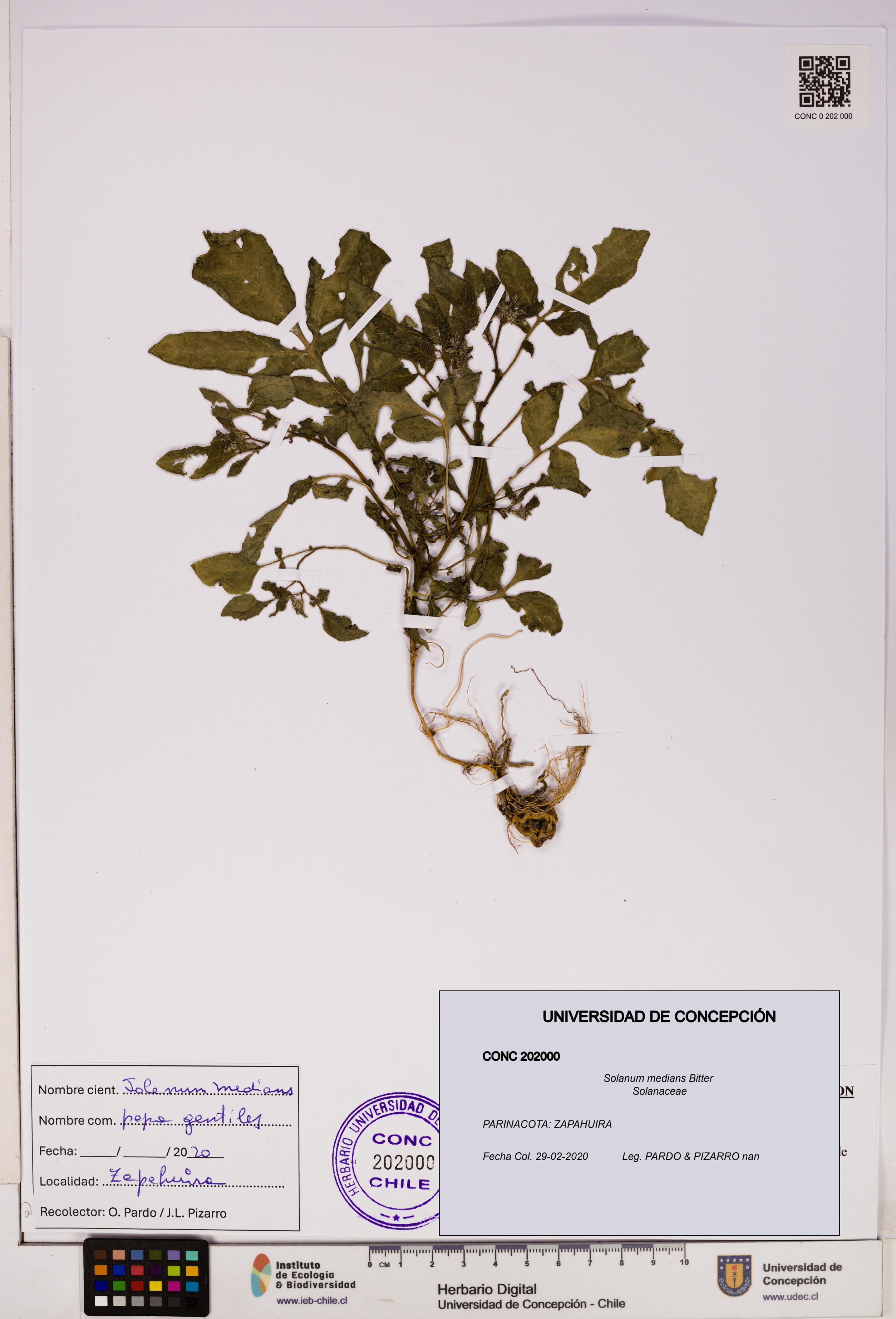 Solanum medians [Espécimen: UDEC:CONC:0202000]