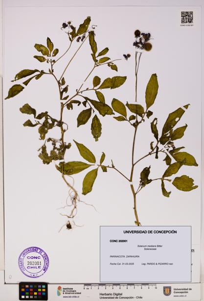 Solanum medians [Espécimen: UDEC:CONC:0202001]