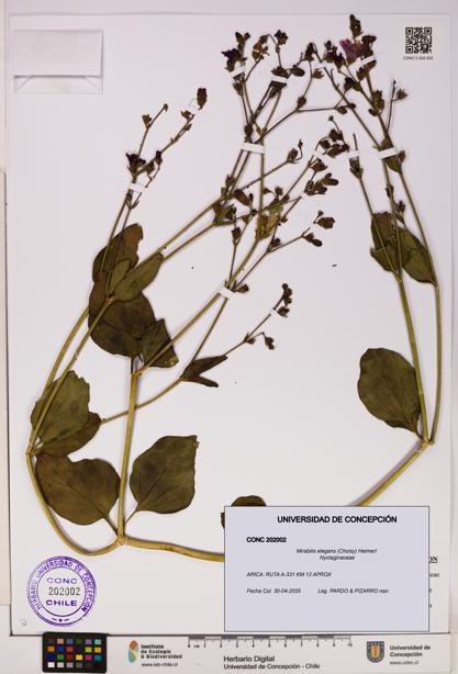 Mirabilis elegans [Espécimen: UDEC:CONC:0202002]