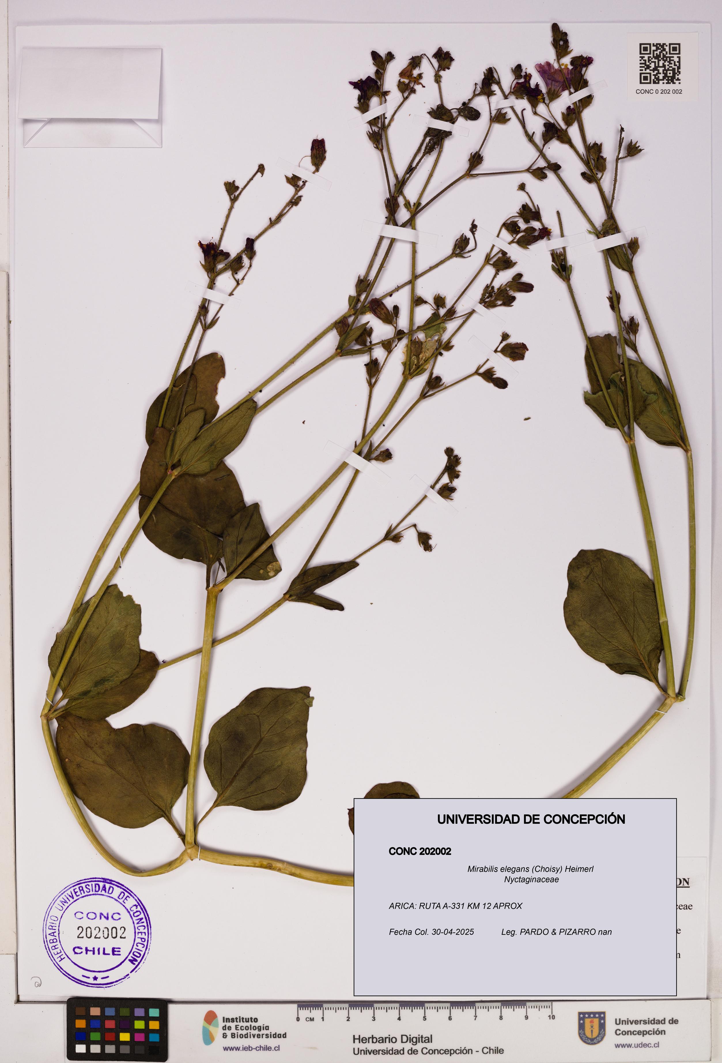 Mirabilis elegans [Espécimen: UDEC:CONC:0202002]