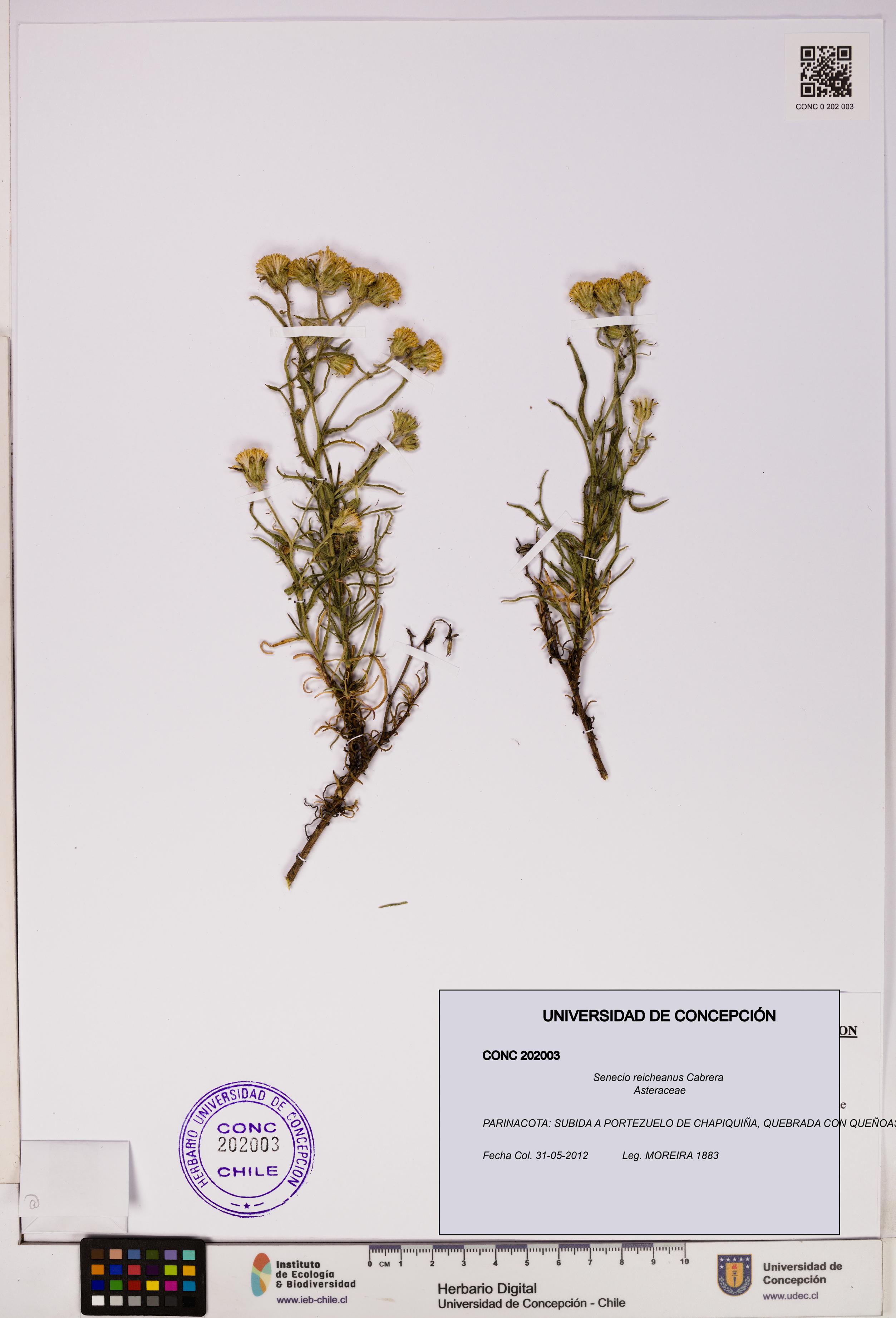 Senecio reicheanus [Espécimen: UDEC:CONC:0202003]