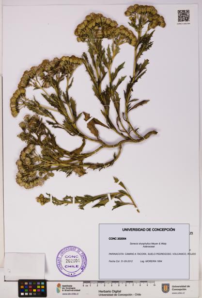 Senecio dryophyllus [Espécimen: UDEC:CONC:0202004]