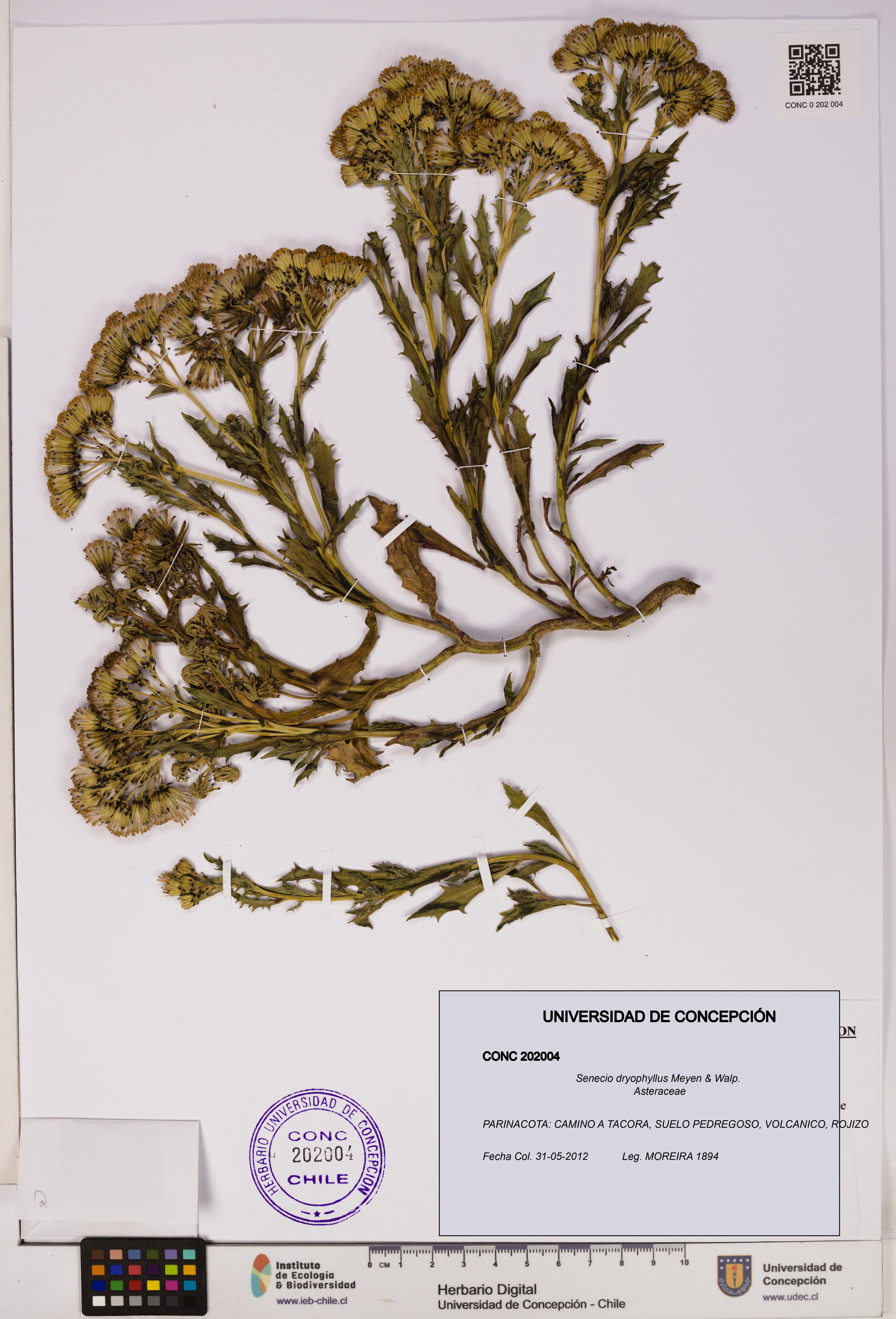 Senecio dryophyllus [Espécimen: UDEC:CONC:0202004]
