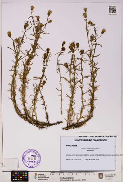 Senecio reicheanus [Espécimen: UDEC:CONC:0202005]
