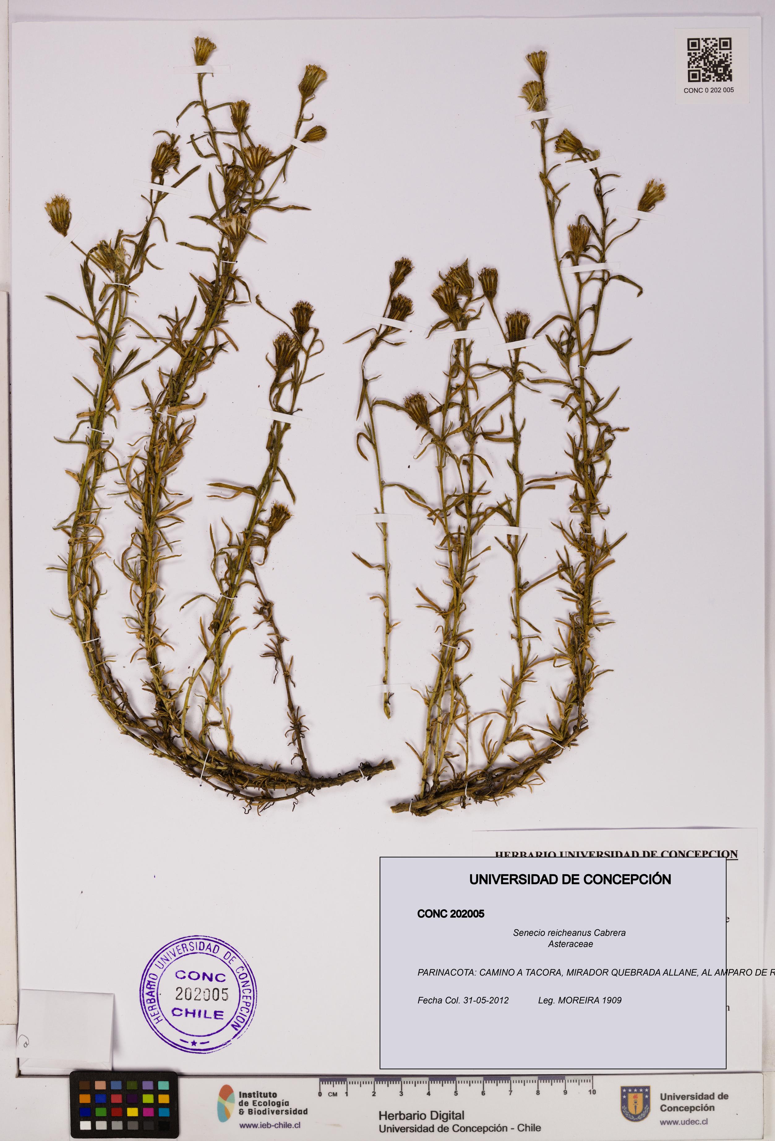 Senecio reicheanus [Espécimen: UDEC:CONC:0202005]