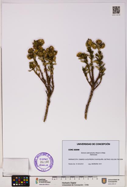 Senecio adenophyllus [Espécimen: UDEC:CONC:0202006]