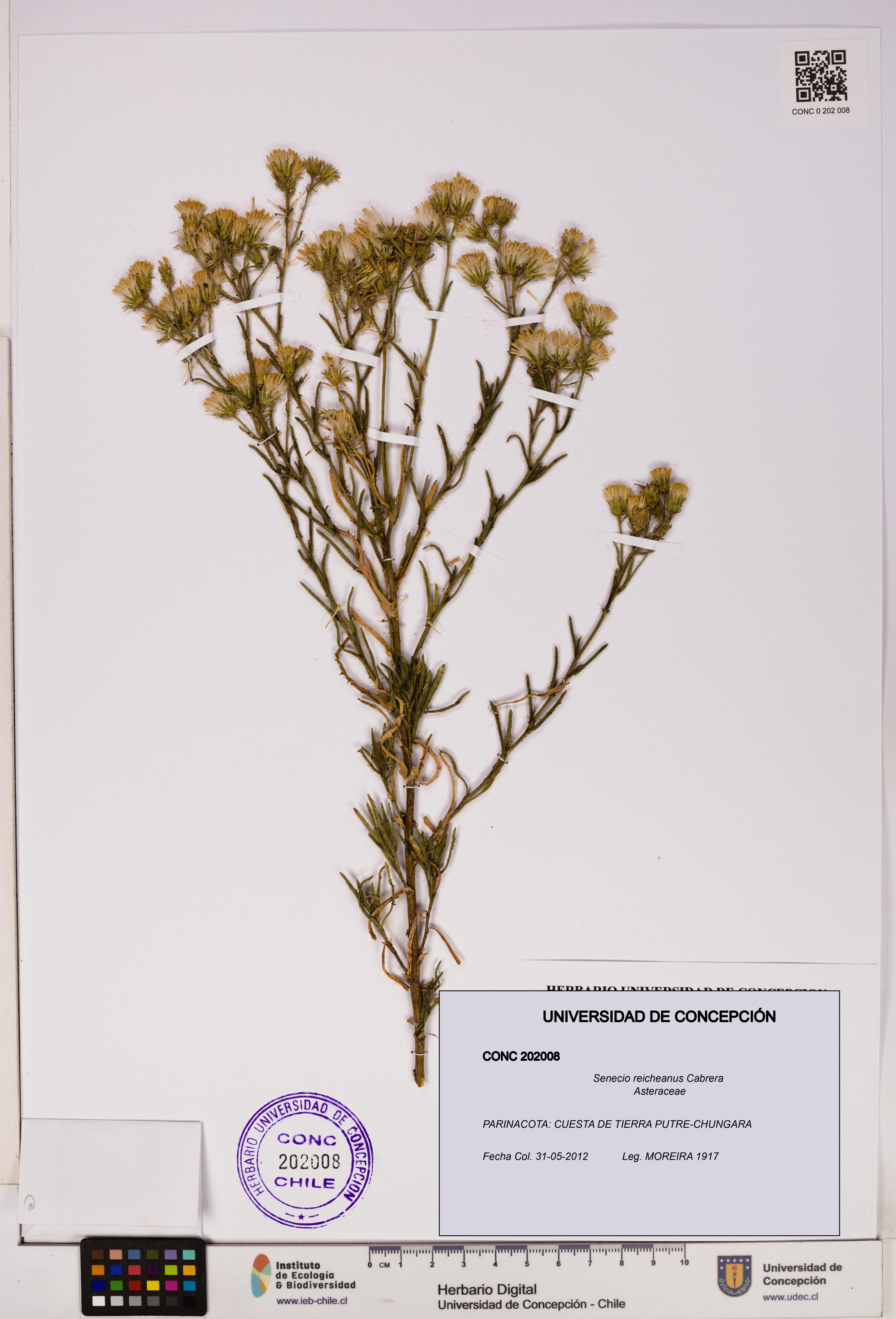 Senecio reicheanus [Espécimen: UDEC:CONC:0202008]