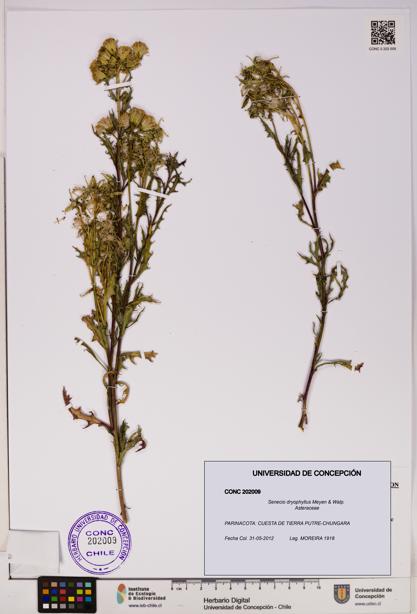 Senecio dryophyllus [Espécimen: UDEC:CONC:0202009]
