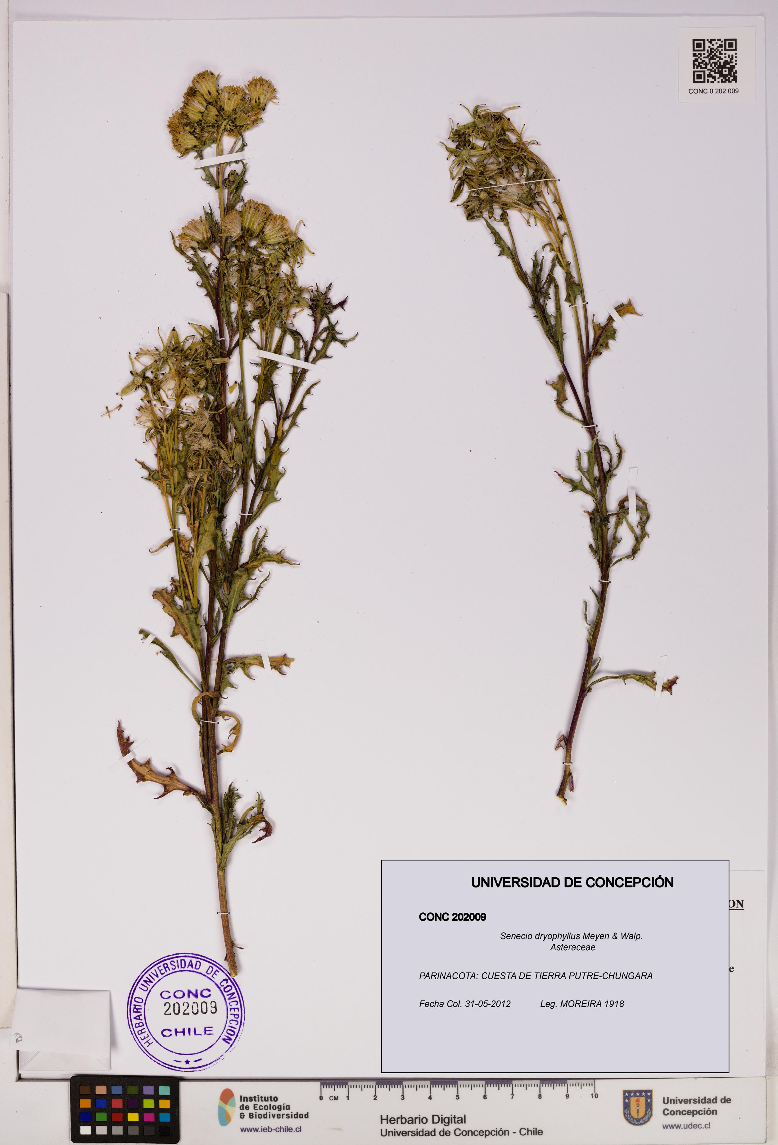 Senecio dryophyllus [Espécimen: UDEC:CONC:0202009]