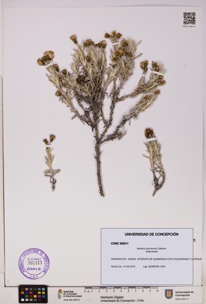 Senecio tacorensis [Espécimen: UDEC:CONC:0202011]
