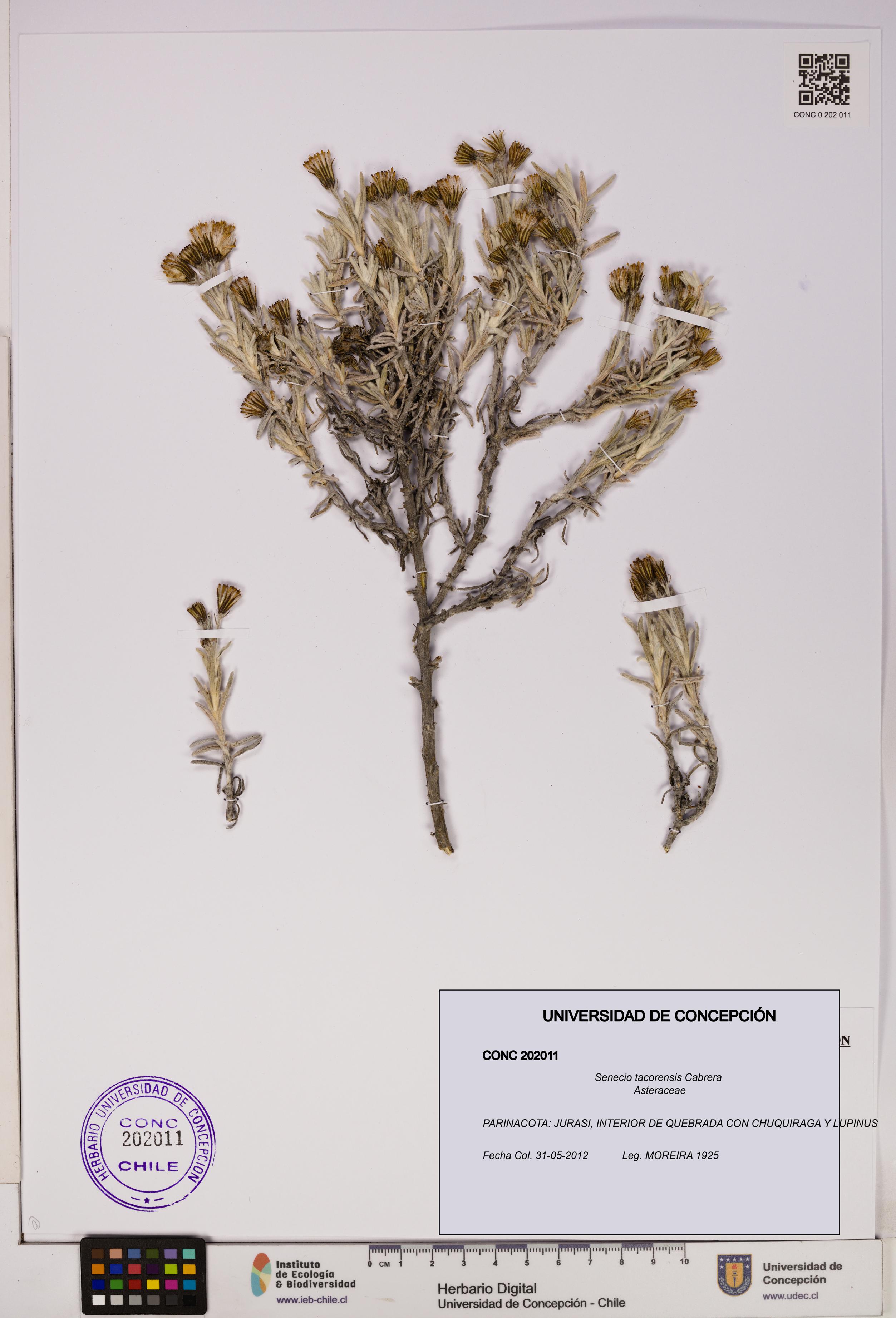 Senecio tacorensis [Espécimen: UDEC:CONC:0202011]