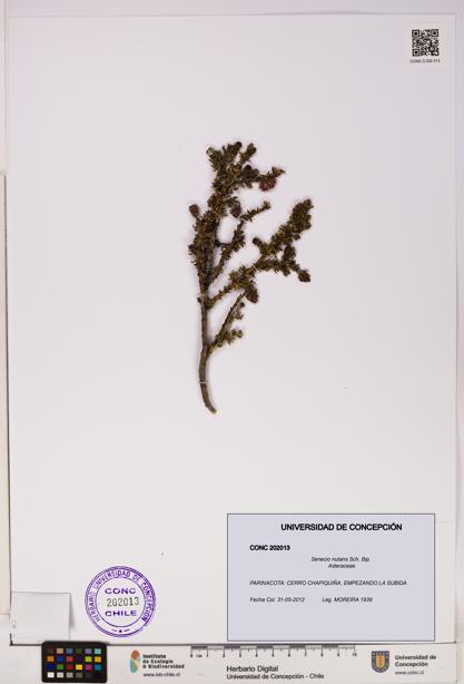 Senecio nutans [Espécimen: UDEC:CONC:0202013]