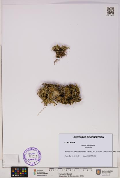 Senecio algens [Espécimen: UDEC:CONC:0202014]