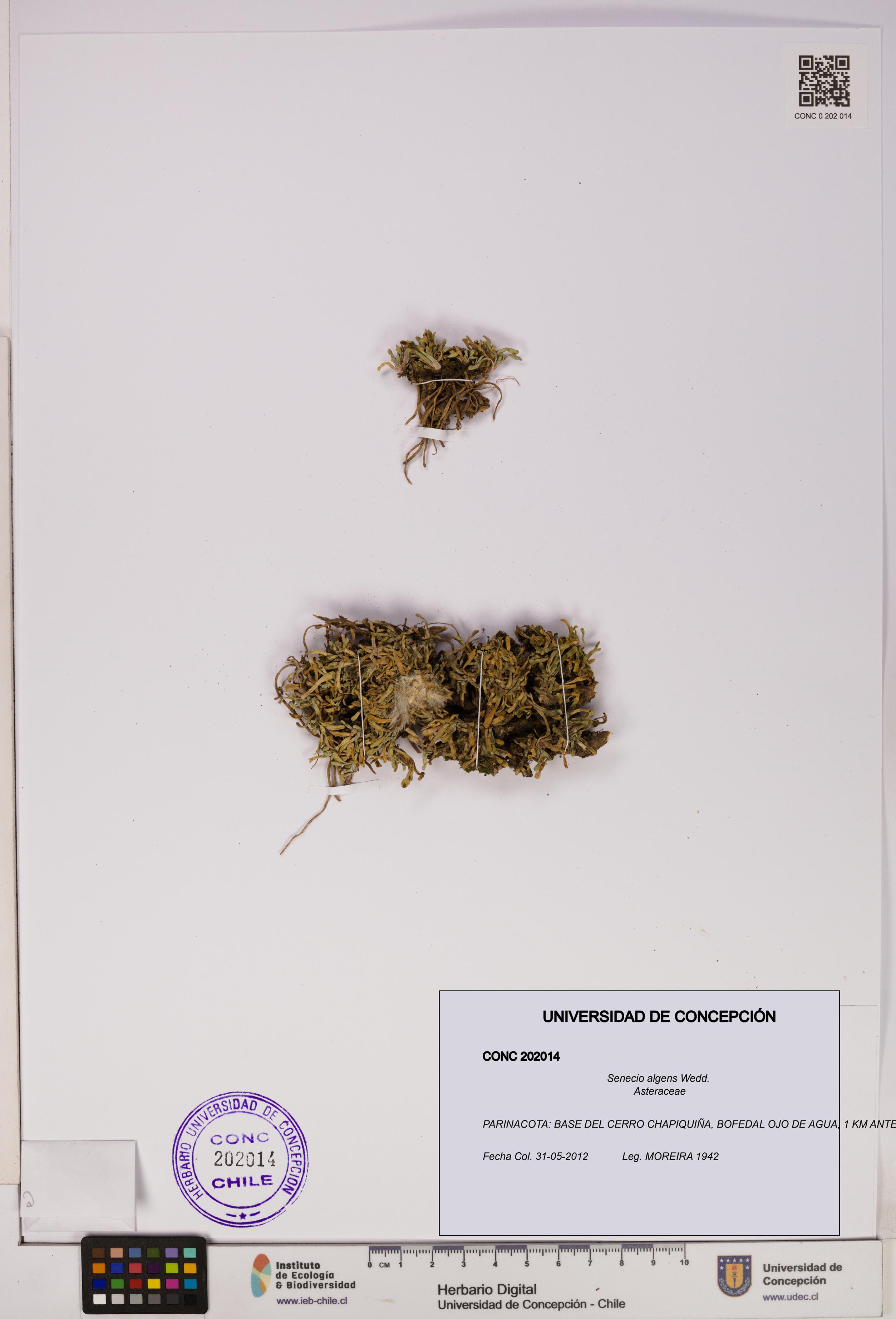 Senecio algens [Espécimen: UDEC:CONC:0202014]