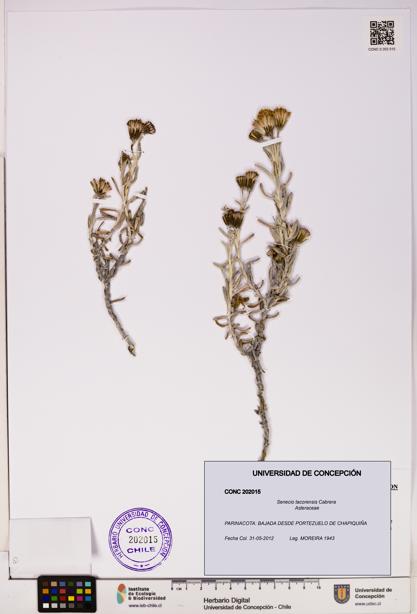 Senecio tacorensis [Espécimen: UDEC:CONC:0202015]