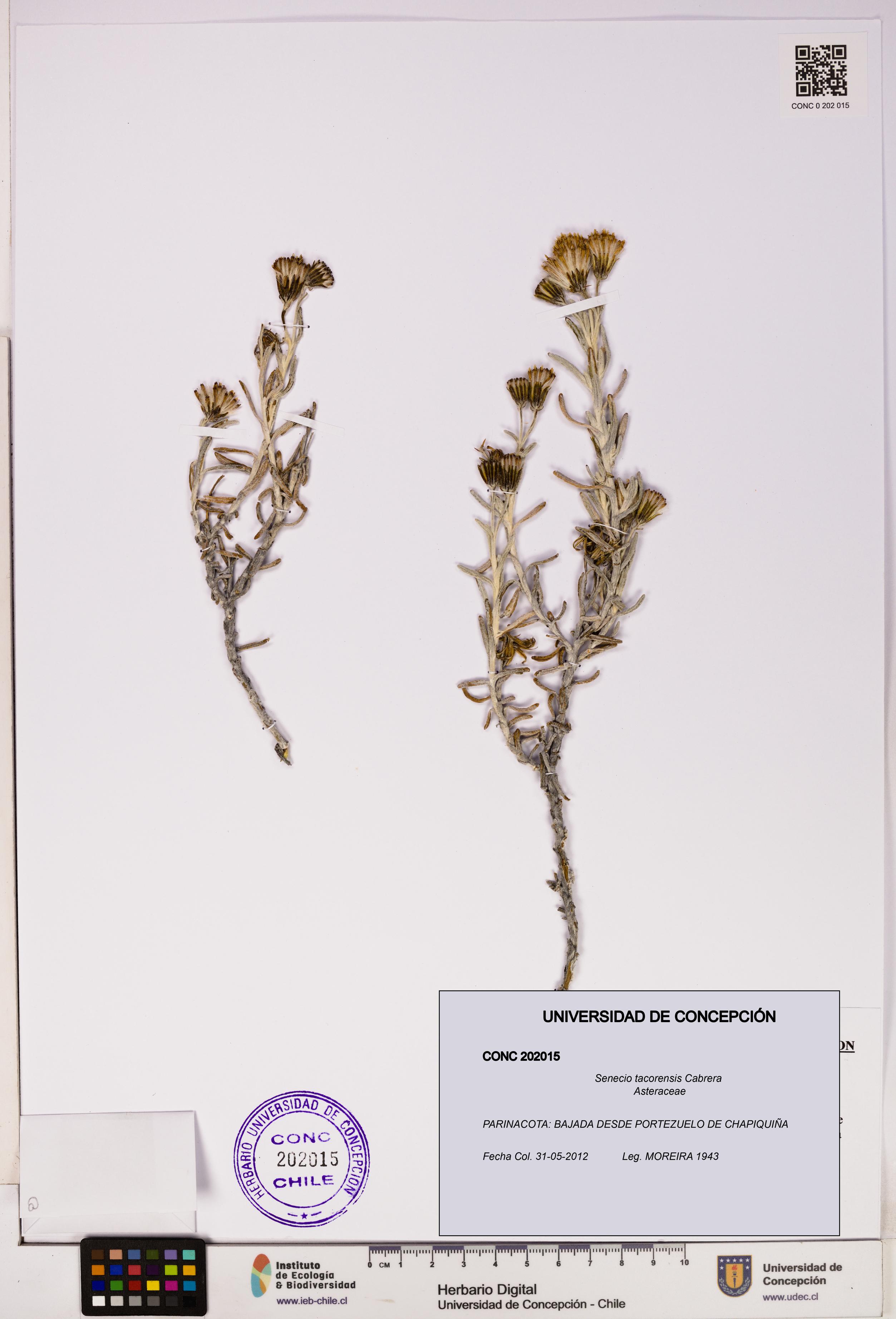 Senecio tacorensis [Espécimen: UDEC:CONC:0202015]