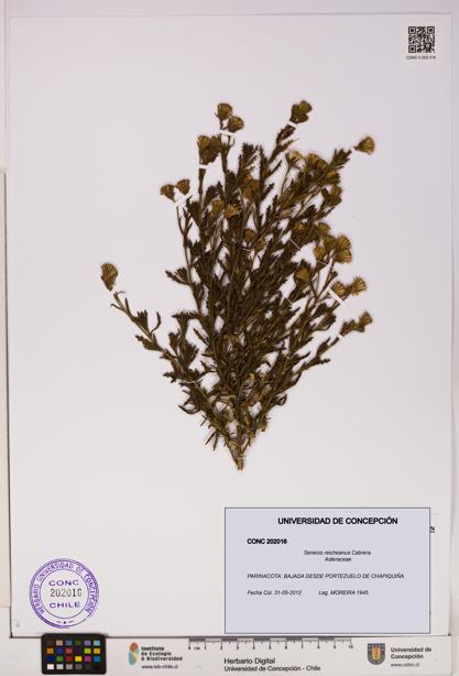 Senecio reicheanus [Espécimen: UDEC:CONC:0202016]