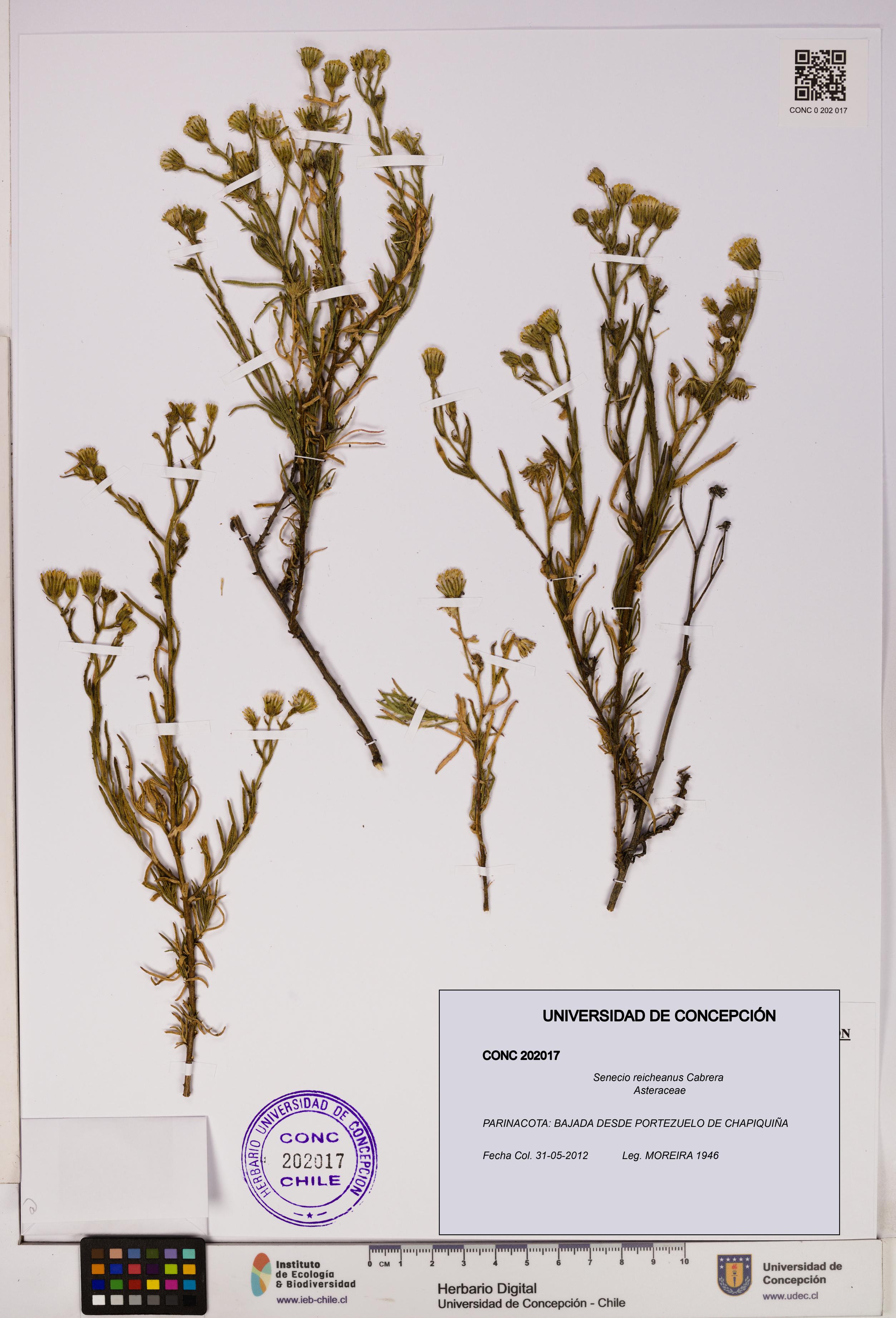 Senecio reicheanus [Espécimen: UDEC:CONC:0202017]