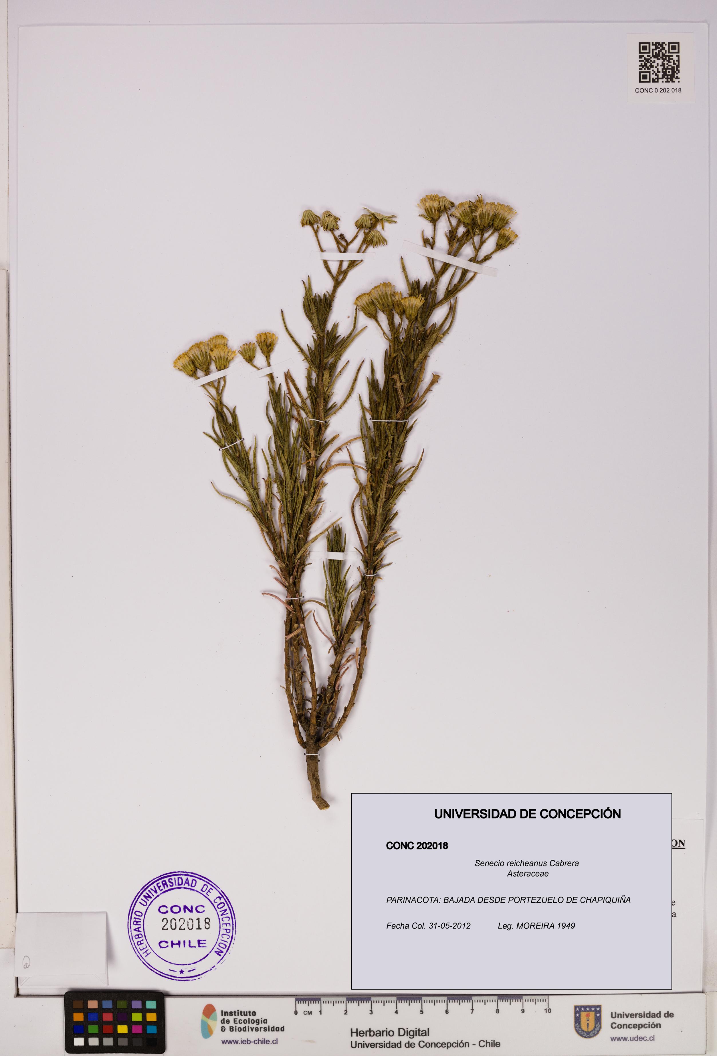 Senecio reicheanus [Espécimen: UDEC:CONC:0202018]