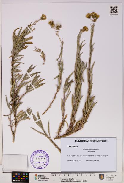 Senecio eriocladus [Espécimen: UDEC:CONC:0202019]