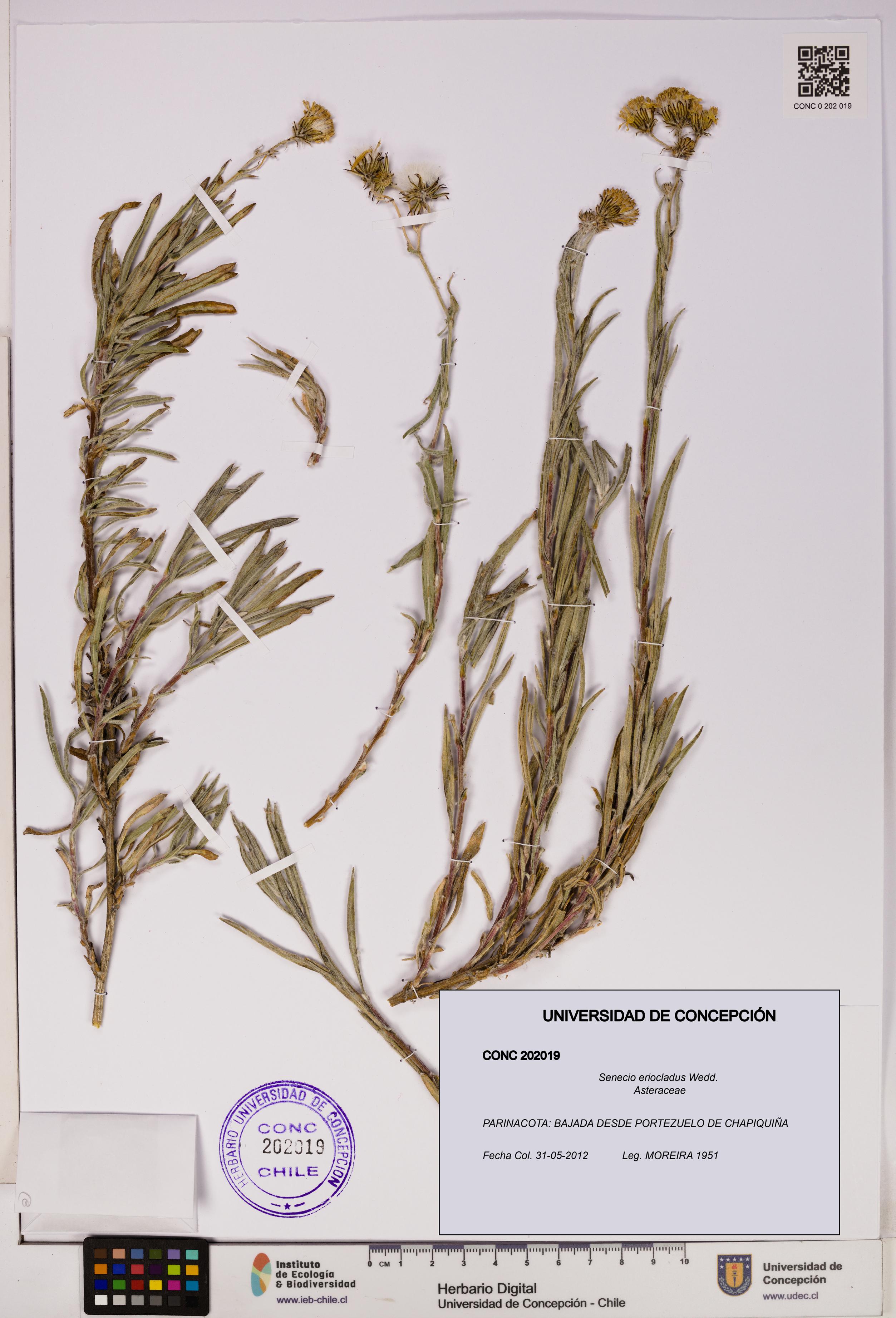Senecio eriocladus [Espécimen: UDEC:CONC:0202019]